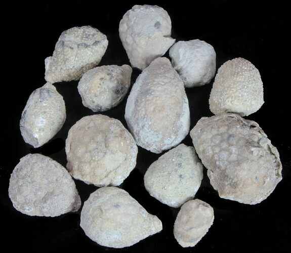 + Uncleaned Holocystites Cystoids (Wholesale Flat) - Indiana #61873